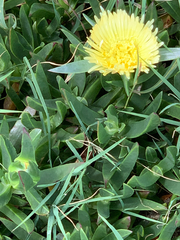 Carpobrotus edulis