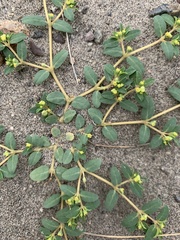Euphorbia ocellata arenicola