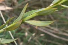 Linaria genistifolia