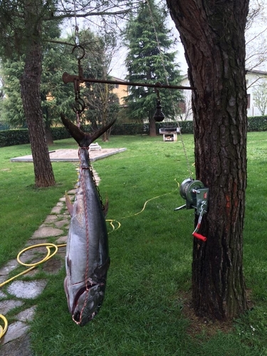 Atlantic bluefin tuna (Thunnus thynnus) — Scombridae — 3