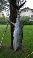 Thunnus thynnus