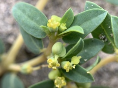 Euphorbia ocellata arenicola