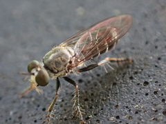 Atomosia puella