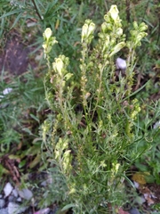 Linaria vulgaris