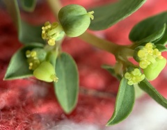 Euphorbia ocellata arenicola