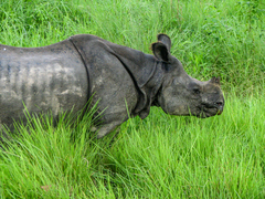 Rhinoceros unicornis