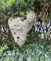 Dolichovespula maculata