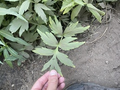 Hydrophyllum fendleri