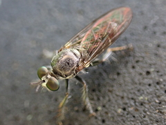 Atomosia puella