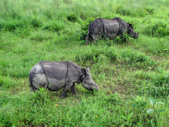 Rhinoceros unicornis