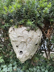 Dolichovespula maculata