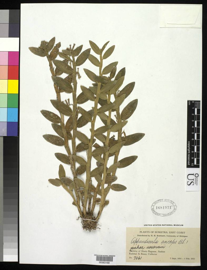 Appendicula anceps