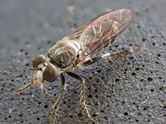 Atomosia puella