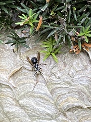 Dolichovespula maculata