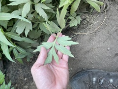 Hydrophyllum fendleri