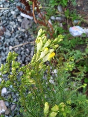 Linaria vulgaris