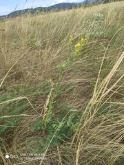 Linaria genistifolia