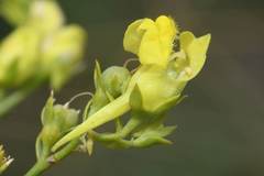 Linaria genistifolia