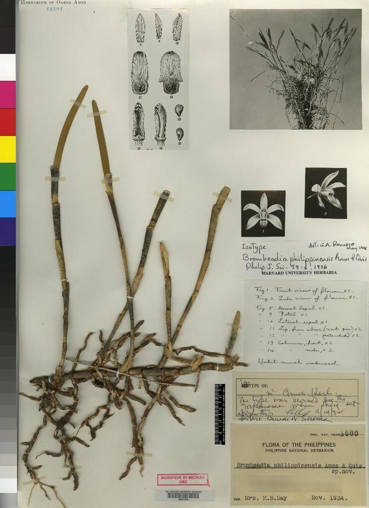 Bromheadia alticola