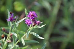 Vernonia lindheimeri