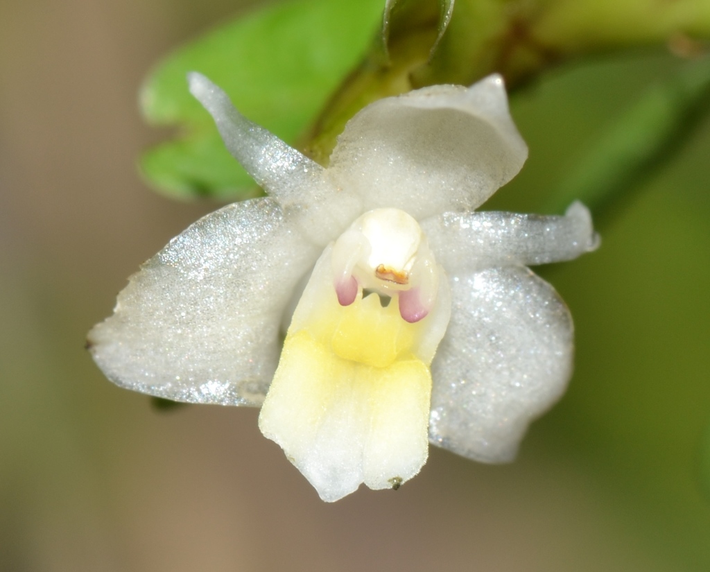 Agrostophyllum stipulatum (Agrostophyllum stipulatum)