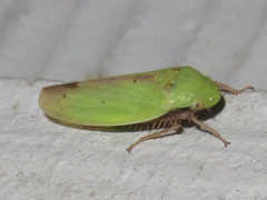 Ponana