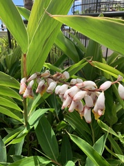 Alpinia nutans