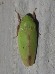 Ponana