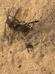 Dromogomphus spinosus