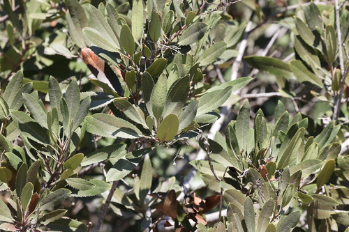 photo of Toyon (Heteromeles arbutifolia)