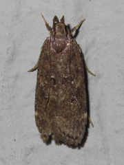 Helcystogramma melantherella