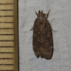 Helcystogramma melantherella