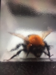 Xylocopa virginica