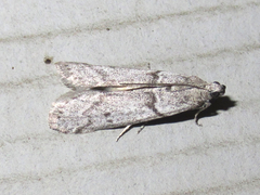 Myelopsis alatella