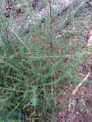 Genista triacanthos