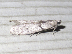 Myelopsis alatella