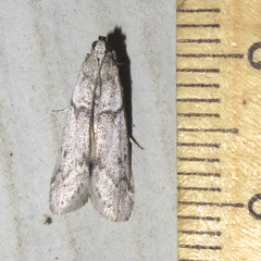 Myelopsis alatella