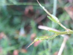 Genista triacanthos