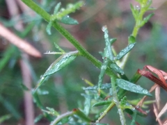Genista triacanthos