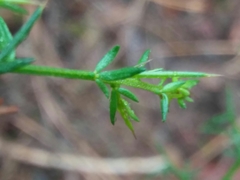 Genista triacanthos