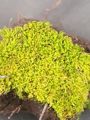 Trichostomum crispulum