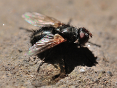 Gnadochaeta nigrifrons
