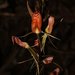 Cryptostylis arachnites - Photo (c) Rachmat Setiawan Saleh, algunos derechos reservados (CC BY-NC-ND)