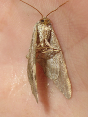 Frederickia disparcata