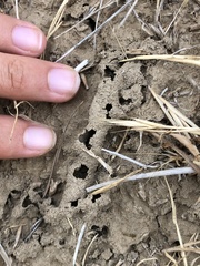 Diadasia bituberculata