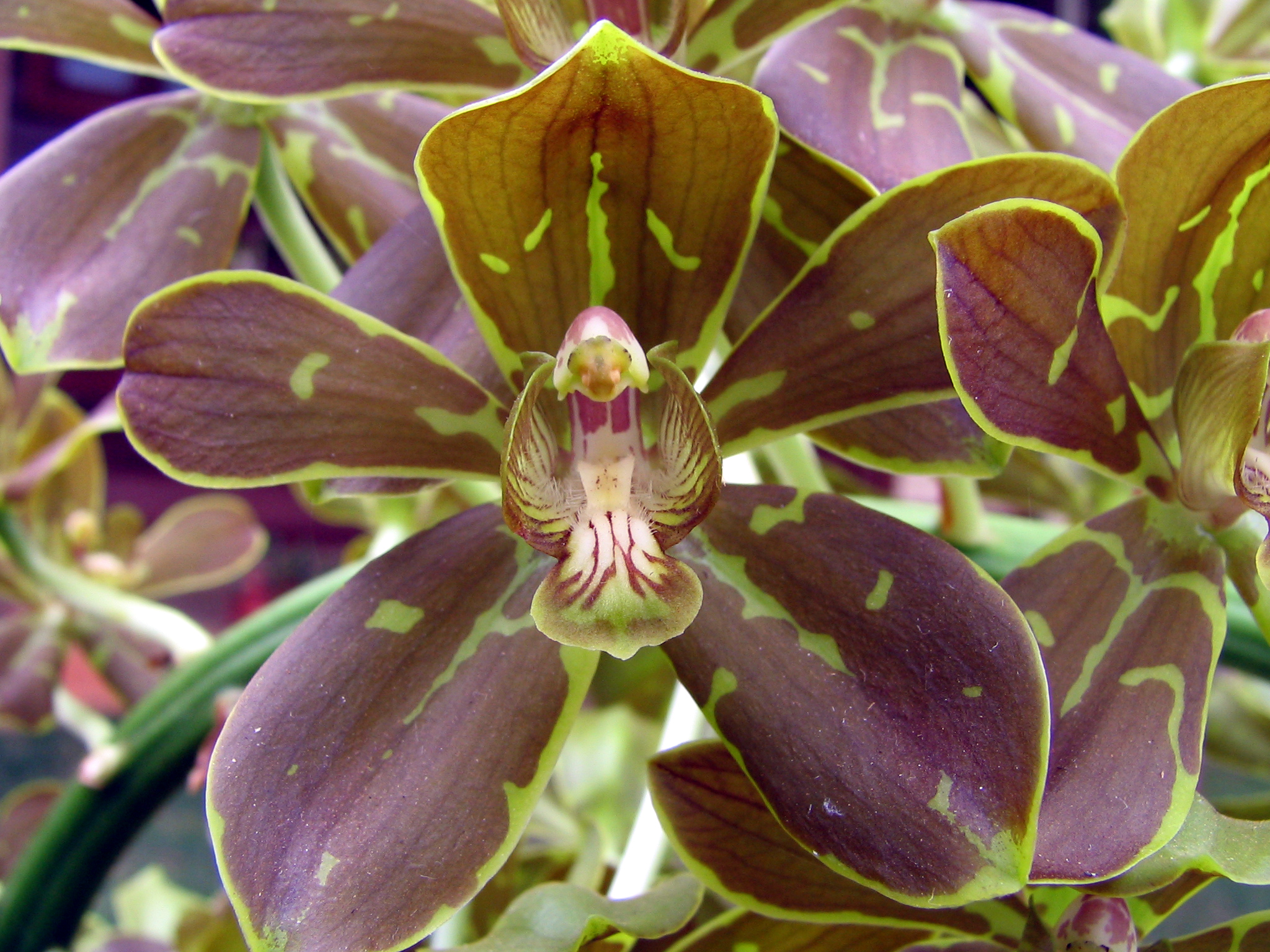 Grammatophyllum