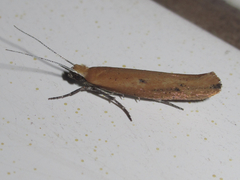 Ypsolopha