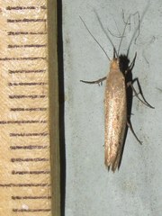 Ypsolopha