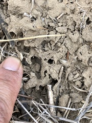 Diadasia bituberculata