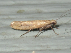 Ypsolopha